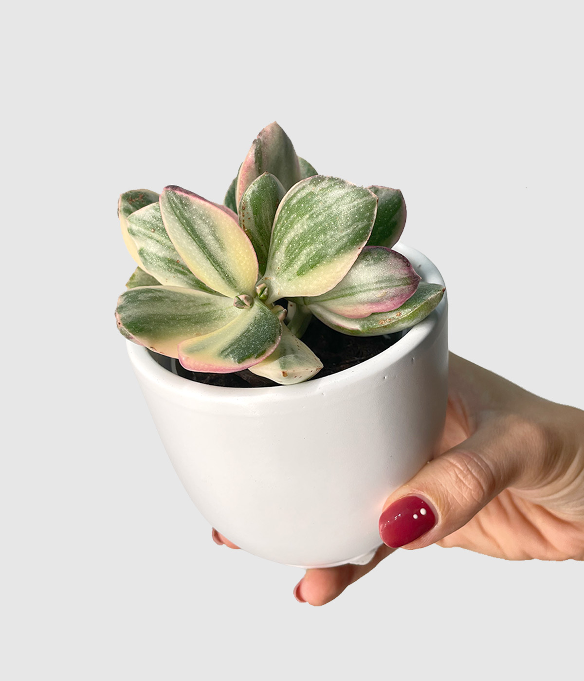 Crassula ovata lemon2