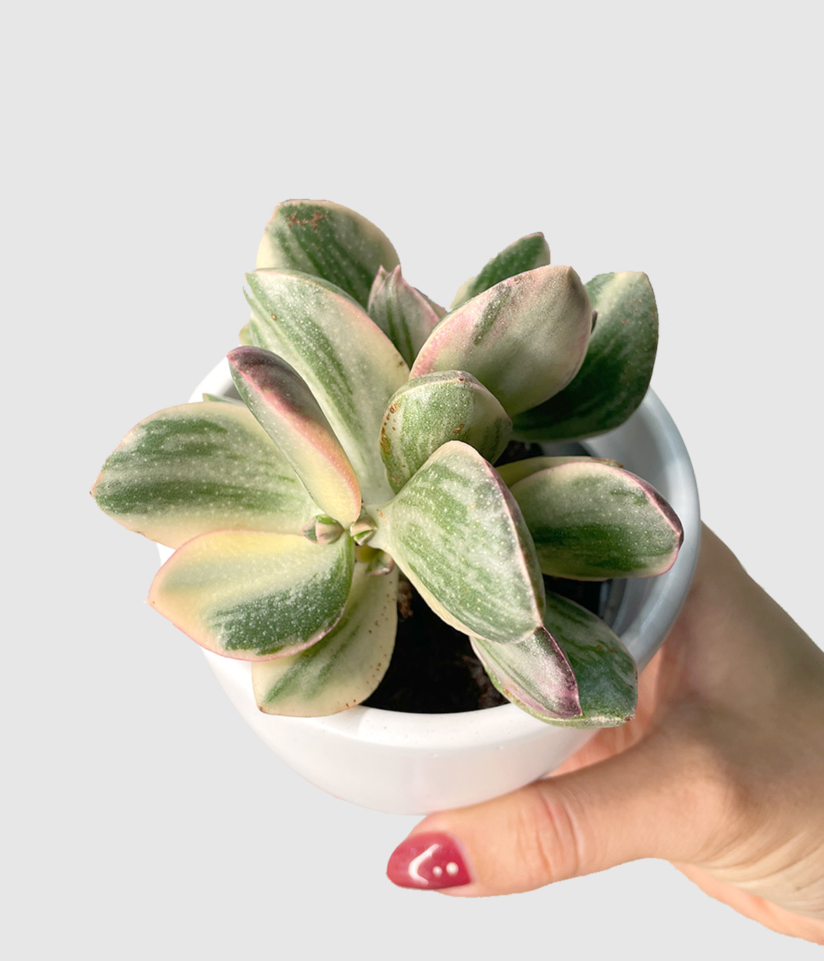 Crassula ovata lemon3