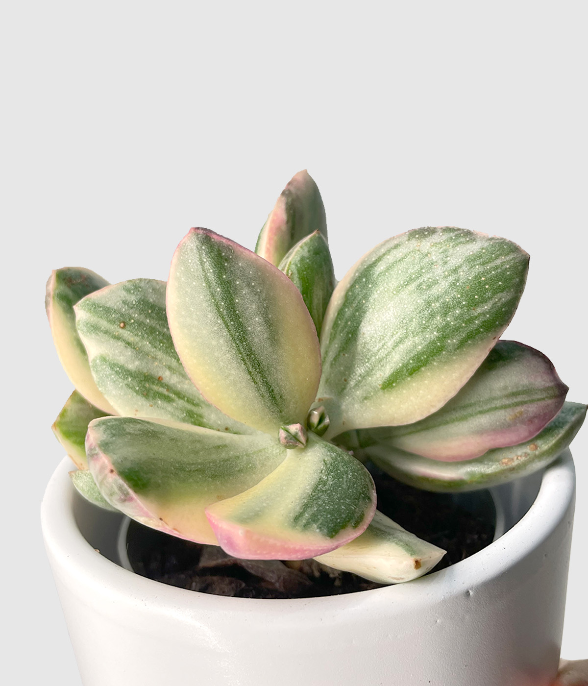 Crassula ovata lemon4