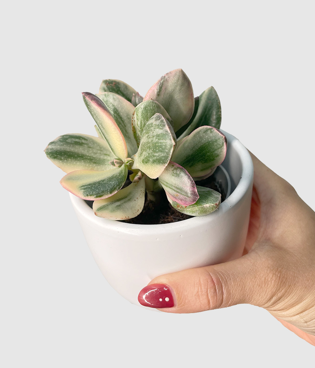 Crassula ovata lemon5