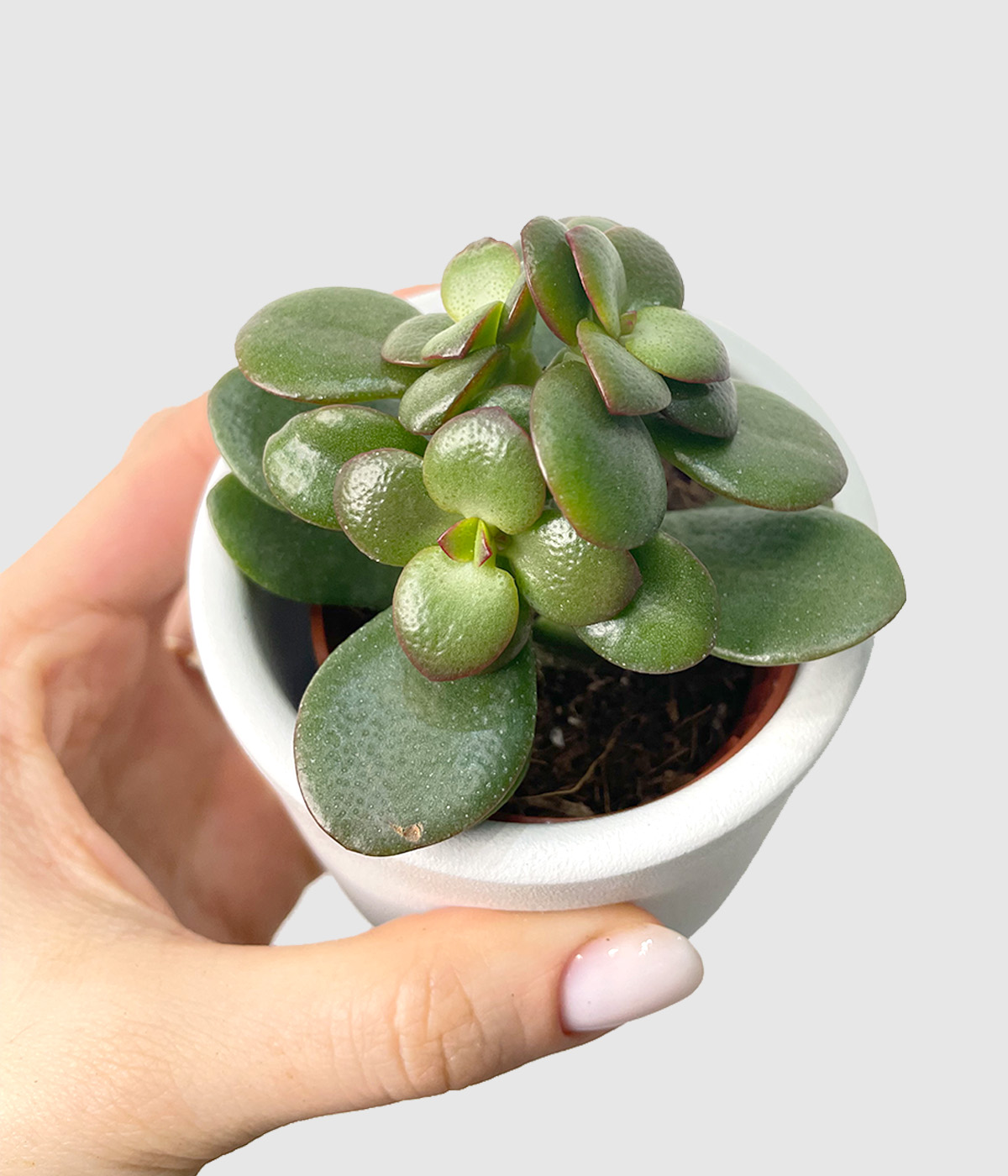 Crassula ovata minor3