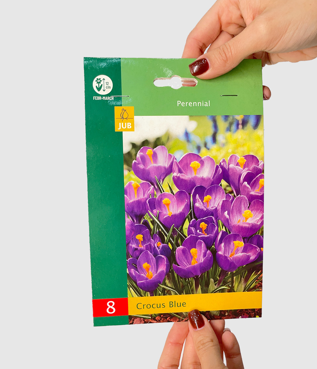 Crocus blue