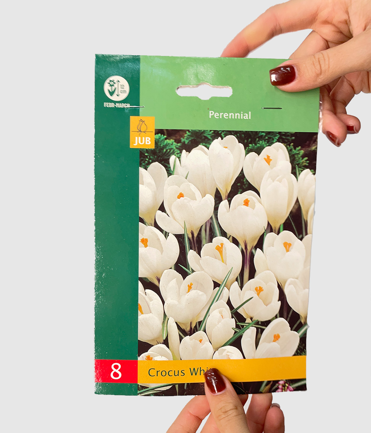 Crocus white