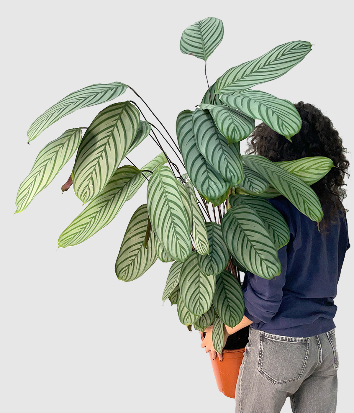Ctenanthe oppenheimiana