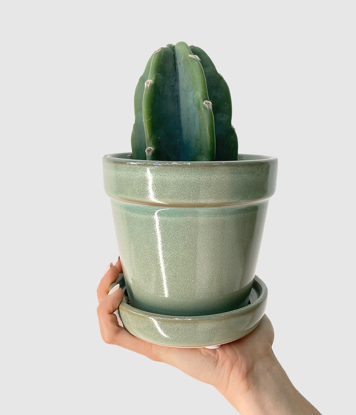 Cuddly cactus