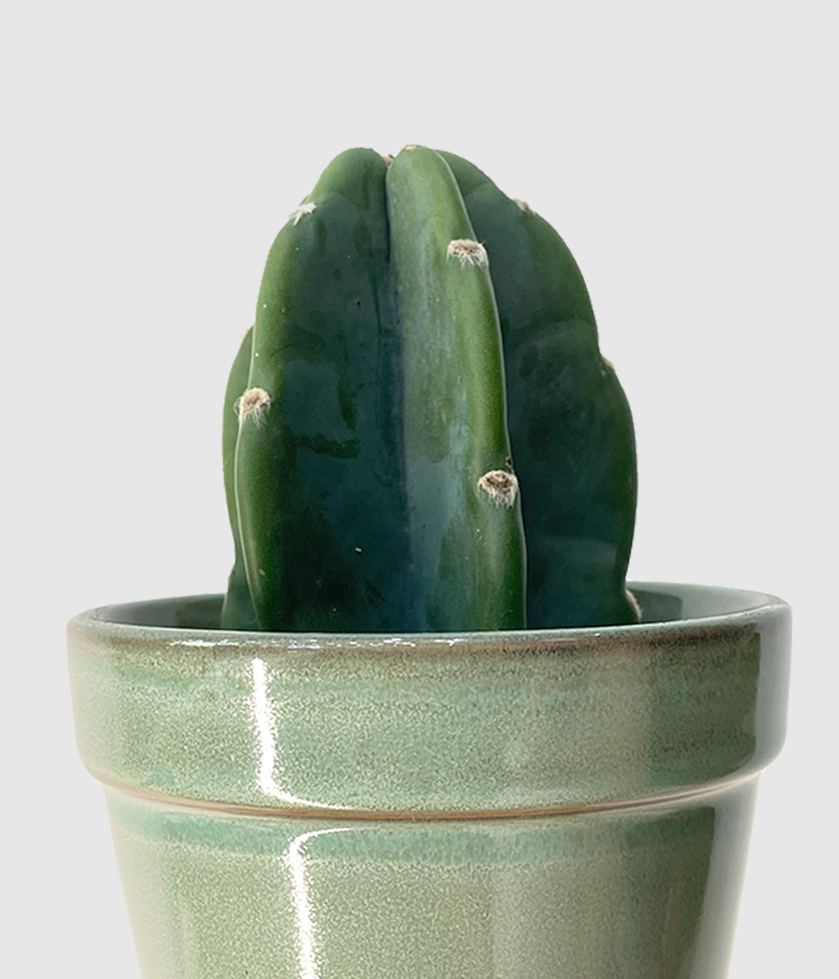 Cuddly cactus2