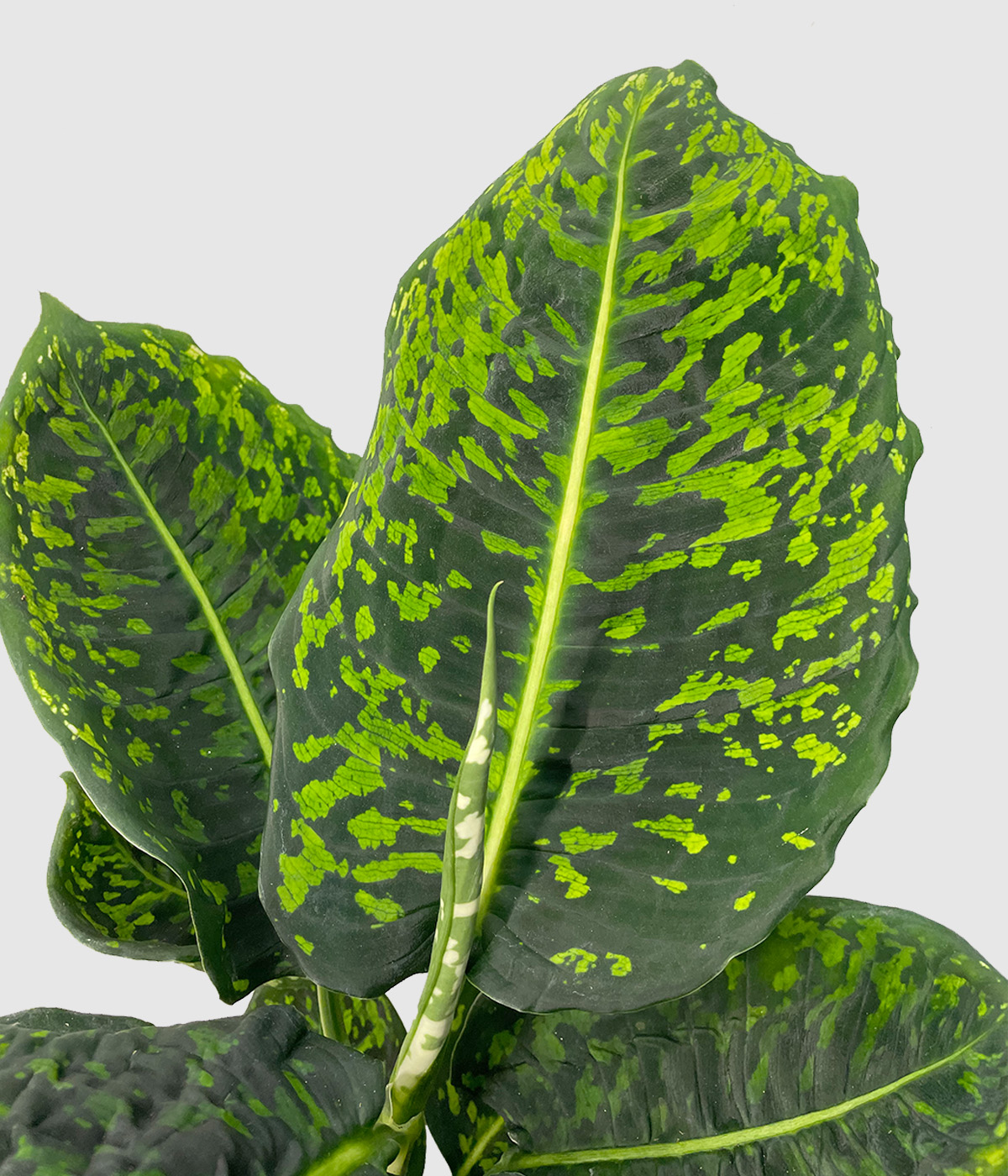 Dieffenbachia reflector