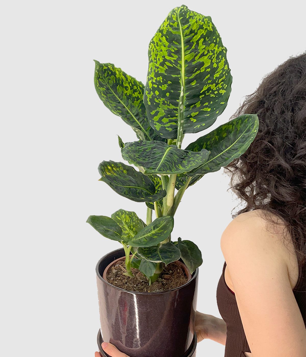 Dieffenbachia reflector2