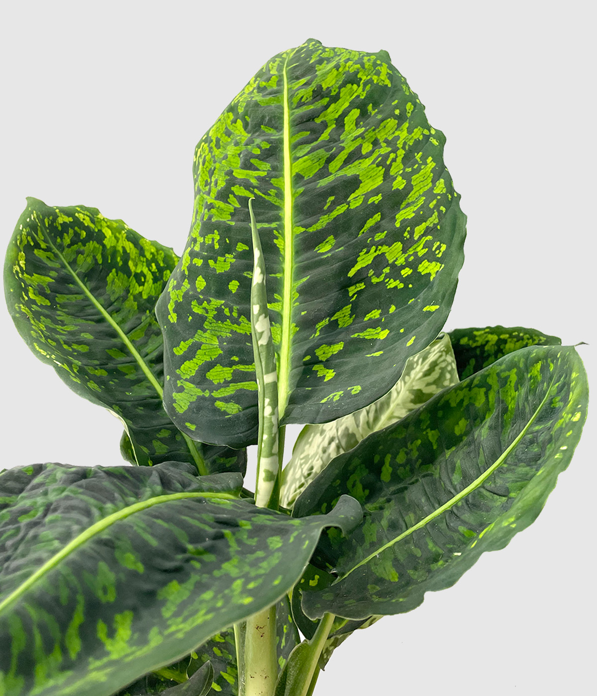 Dieffenbachia reflector3