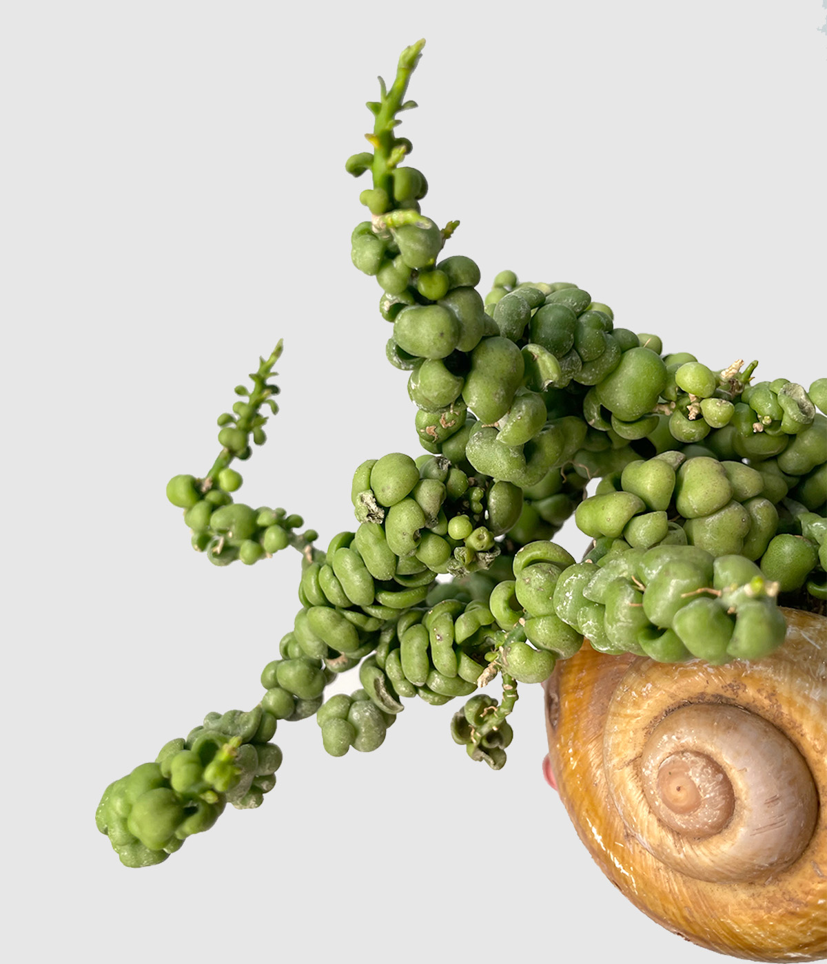 Dischidia nummularia bubble