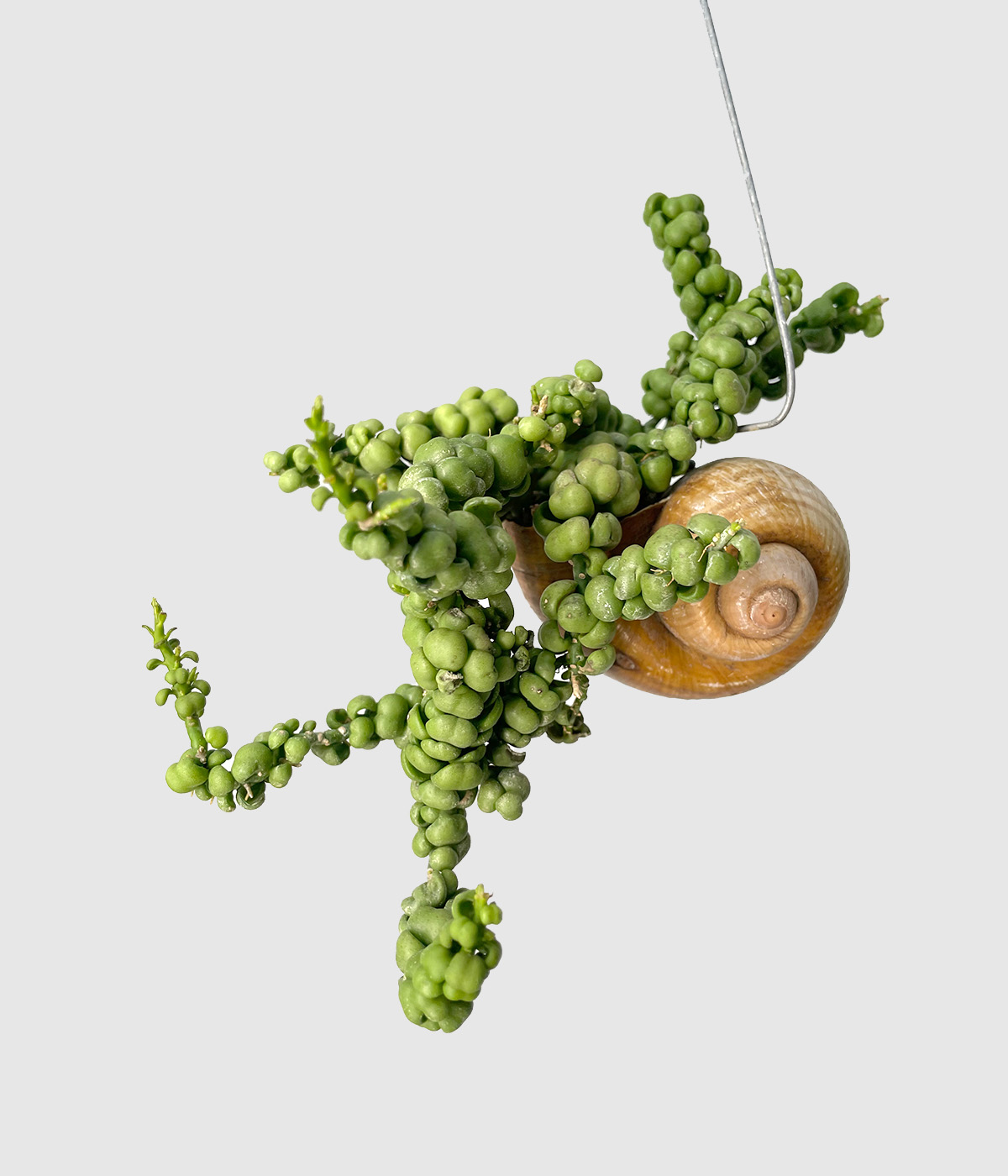 Dischidia nummularia bubble3