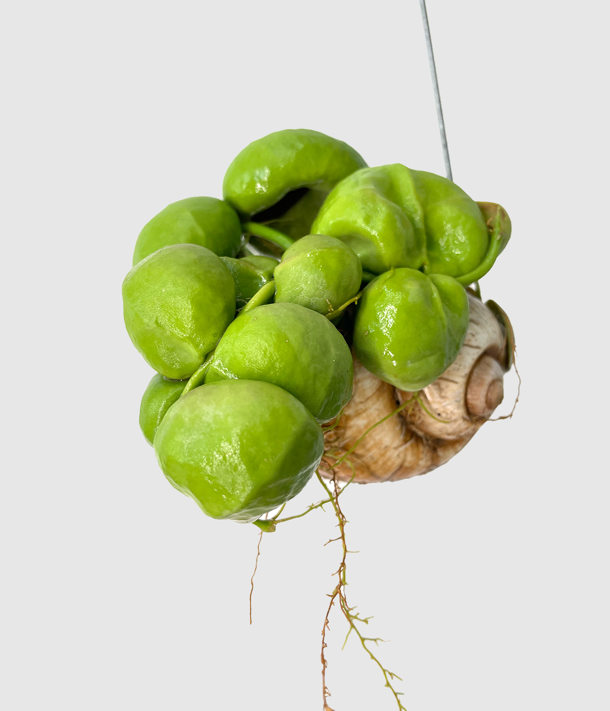 Dischidia plathyphylla