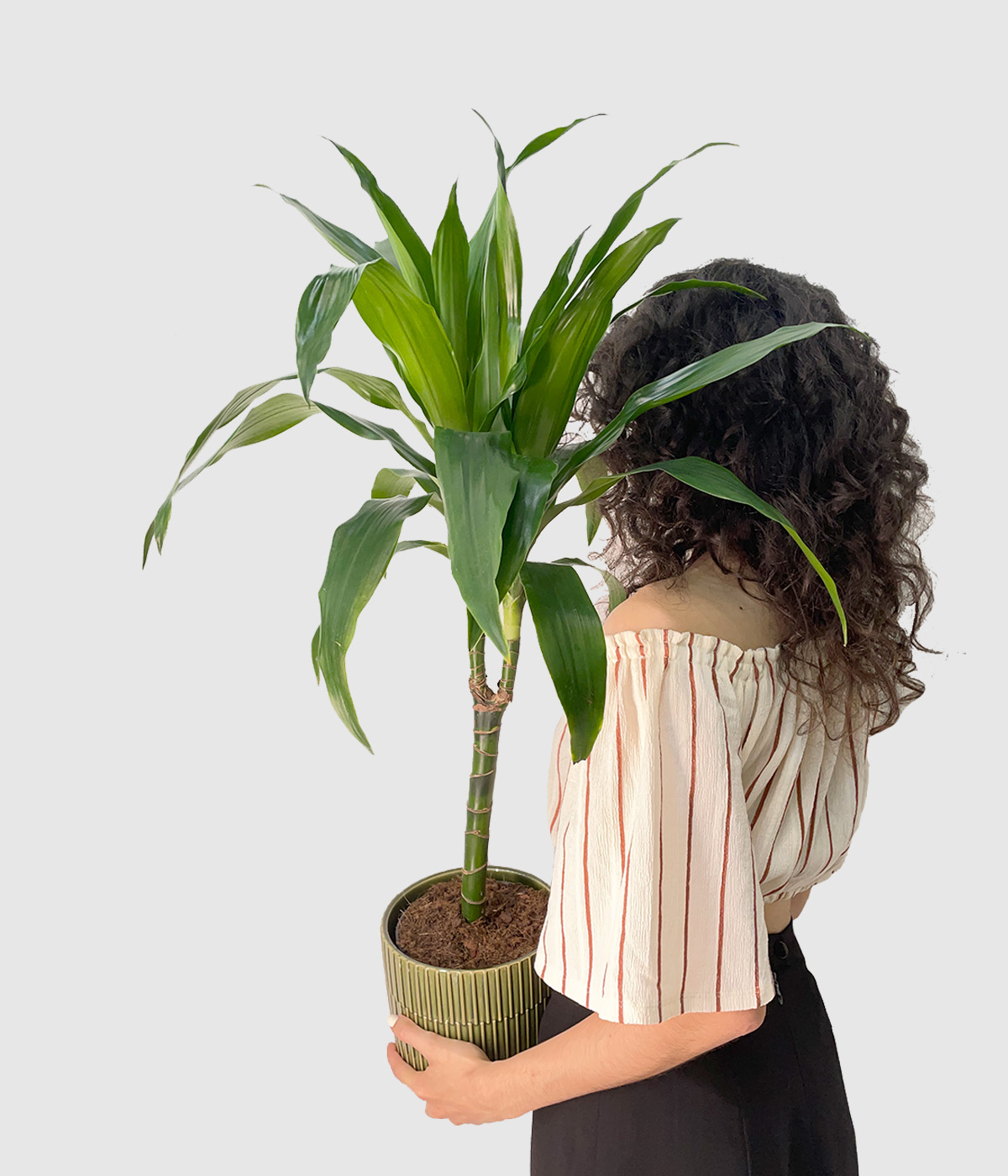 Dracaena