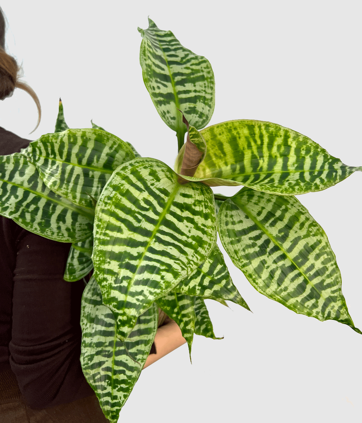 Dracaena goldieana