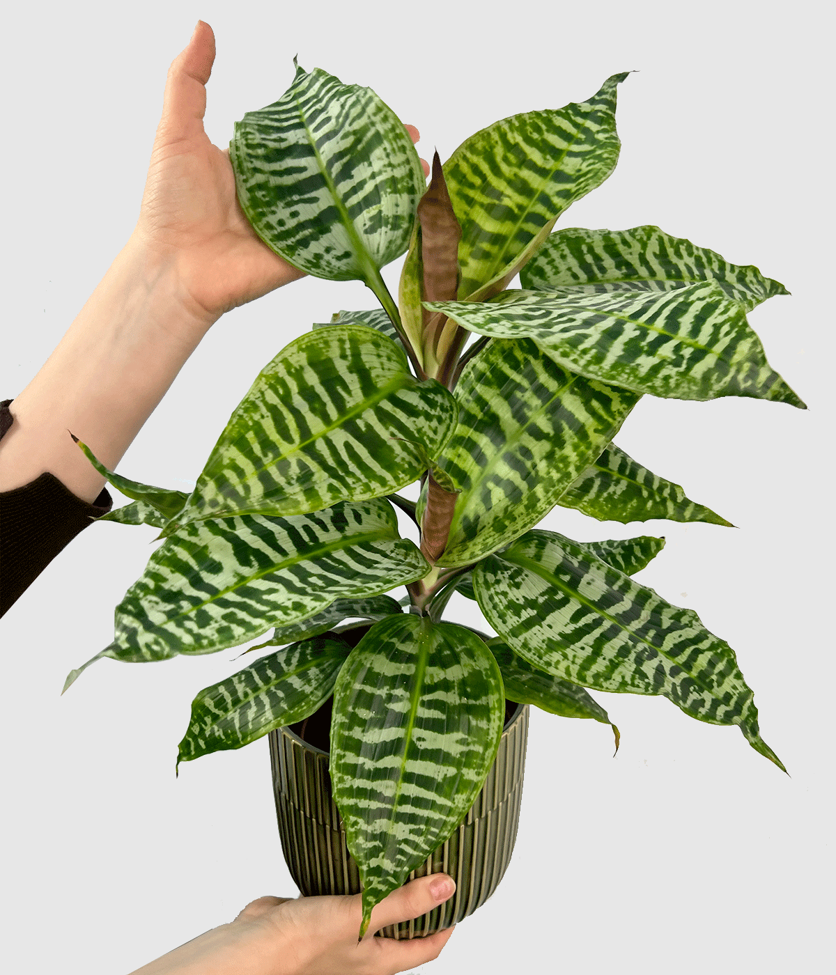 Dracaena goldieana