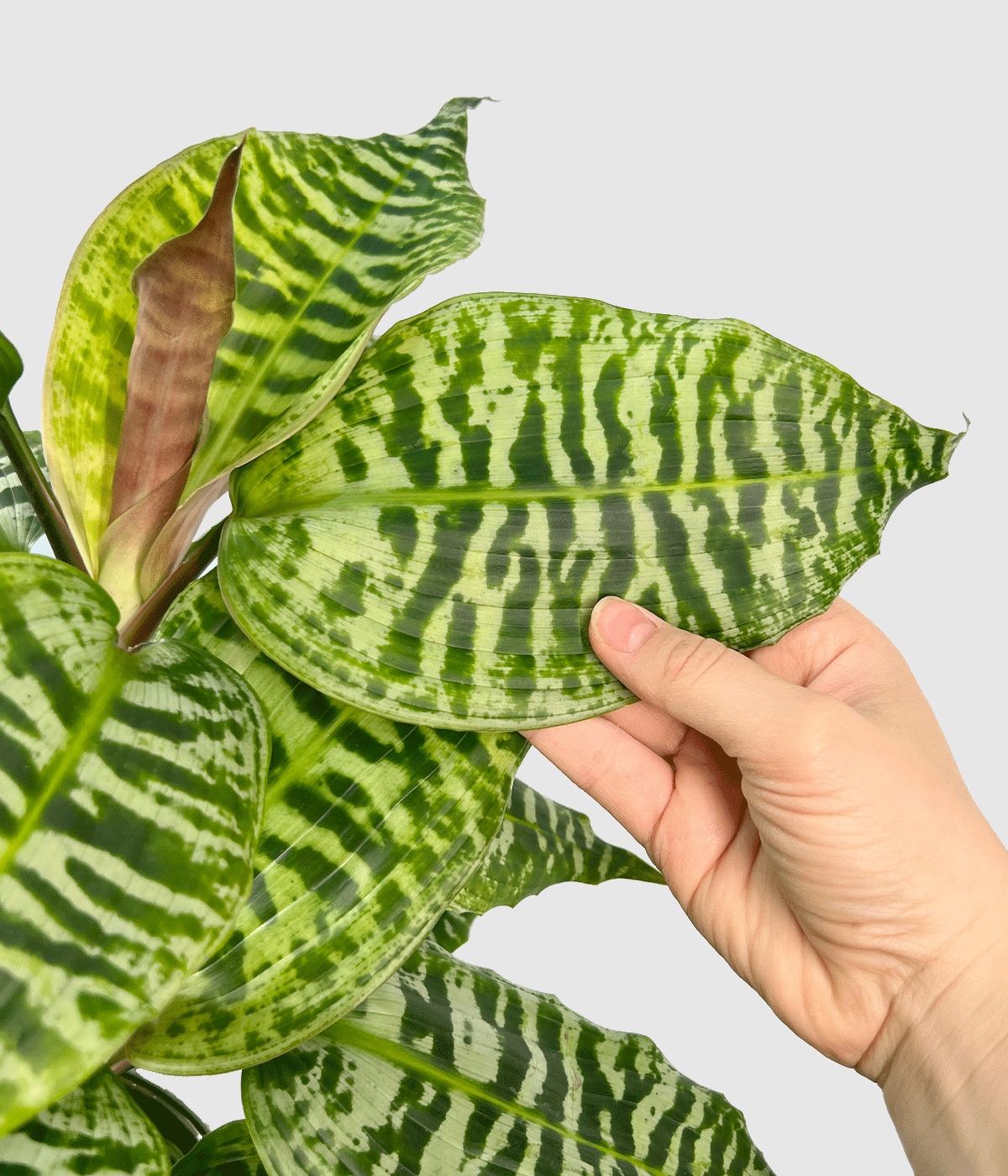 Dracaena goldienaa