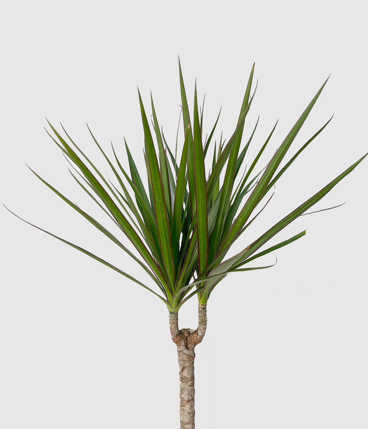 Dracaena marginata