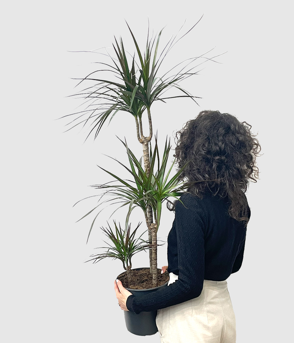 Dracaena marginata magenta2