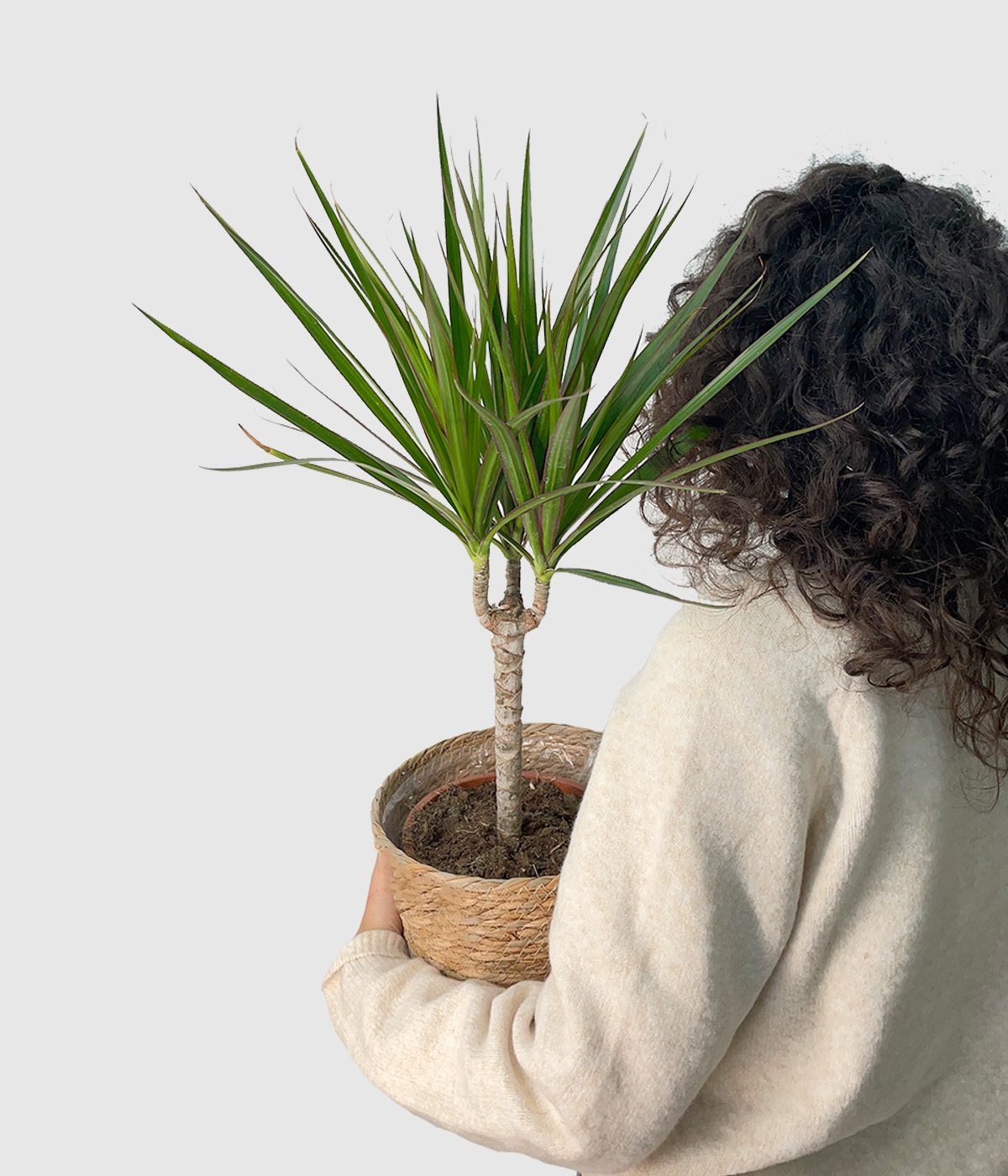Dracaena marginata2