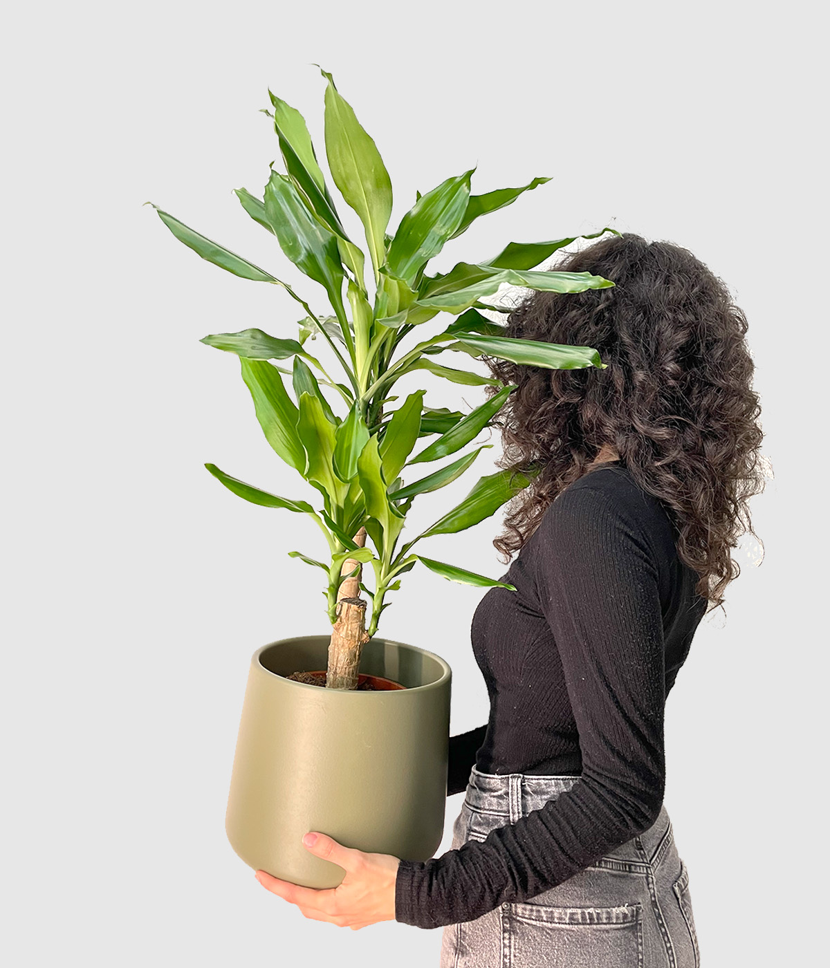Dracaena steudneri