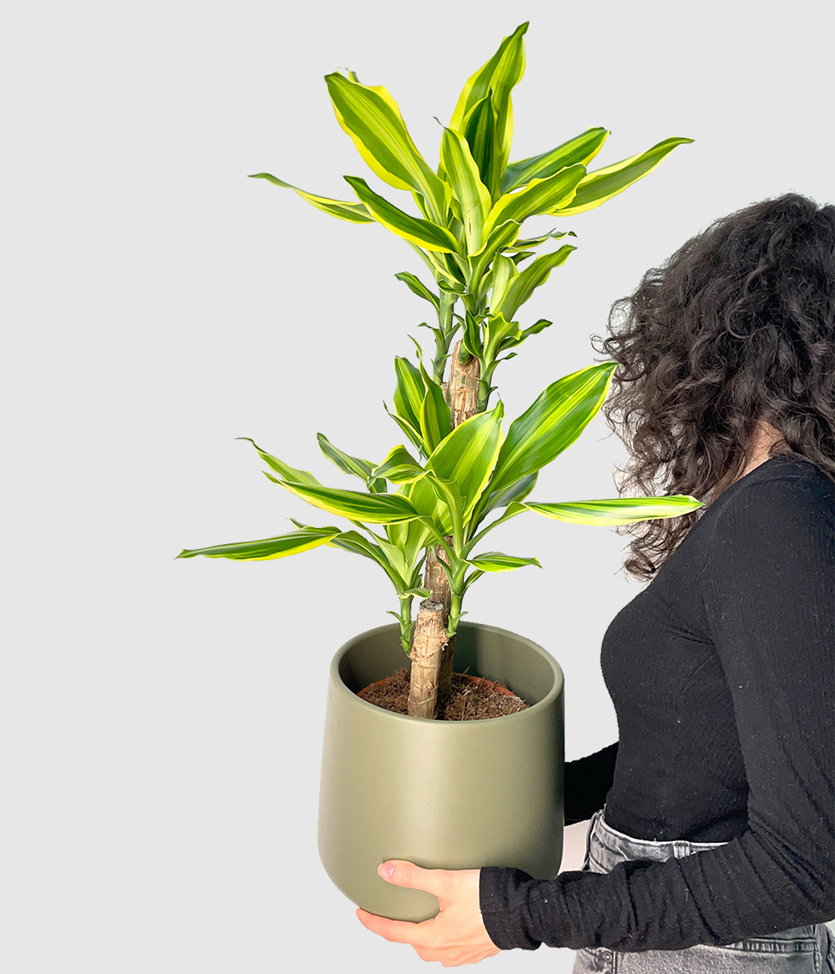 Dracaena yellow coast