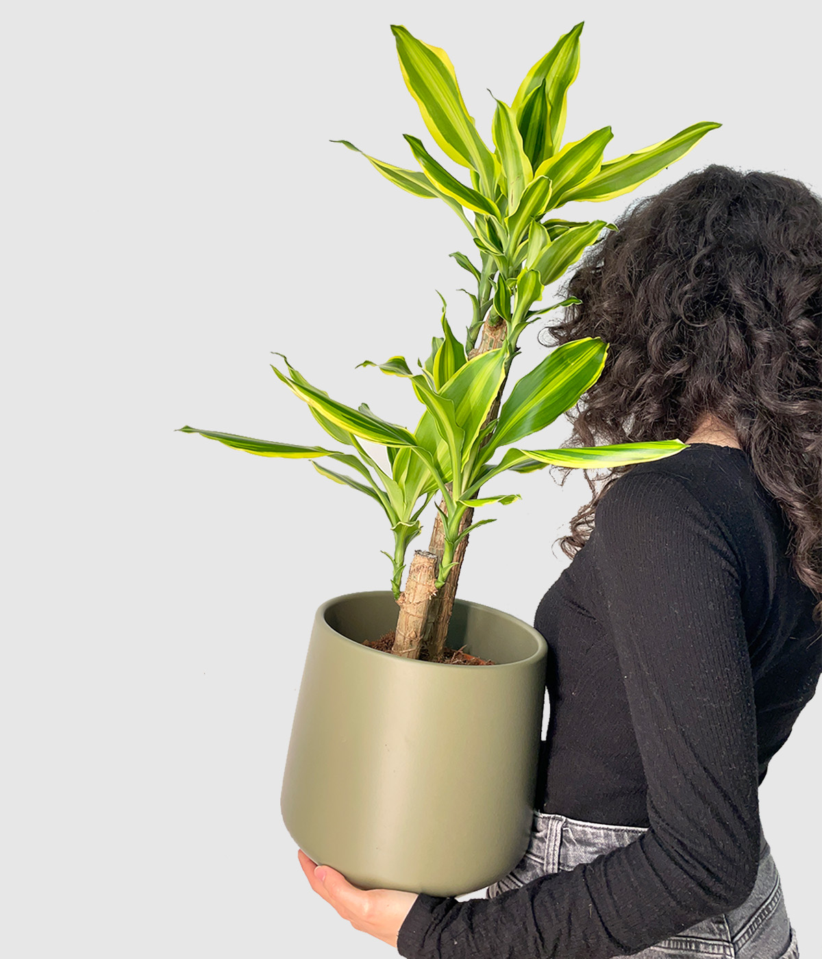 Dracaena yellow coast2