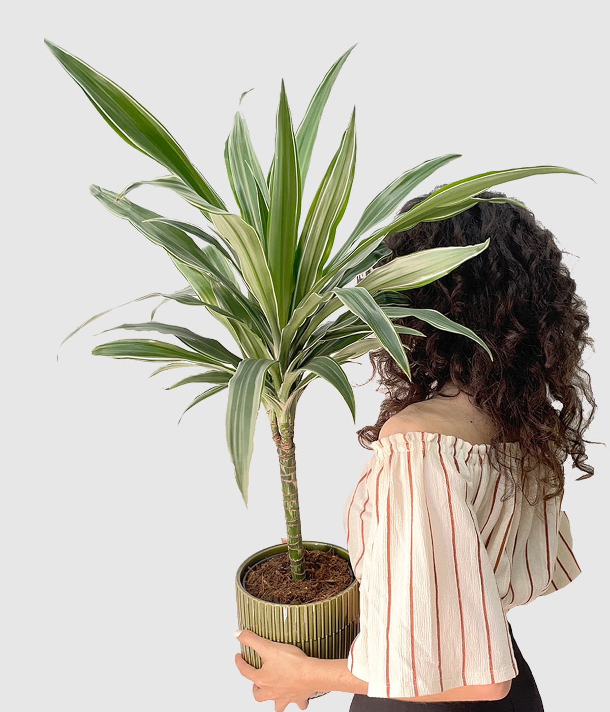 Dracaena z belimi crtami