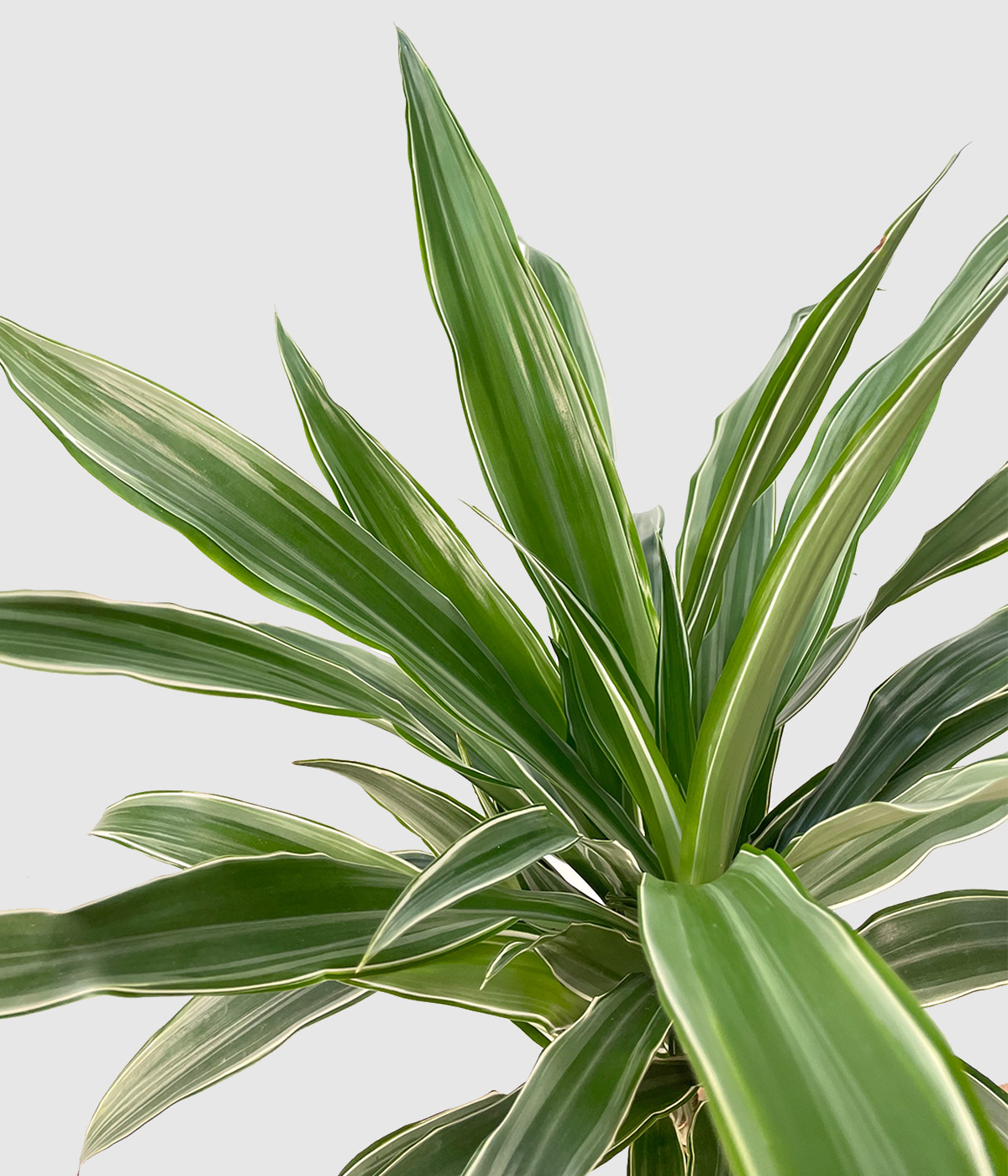 Dracaena z belimi crtami2