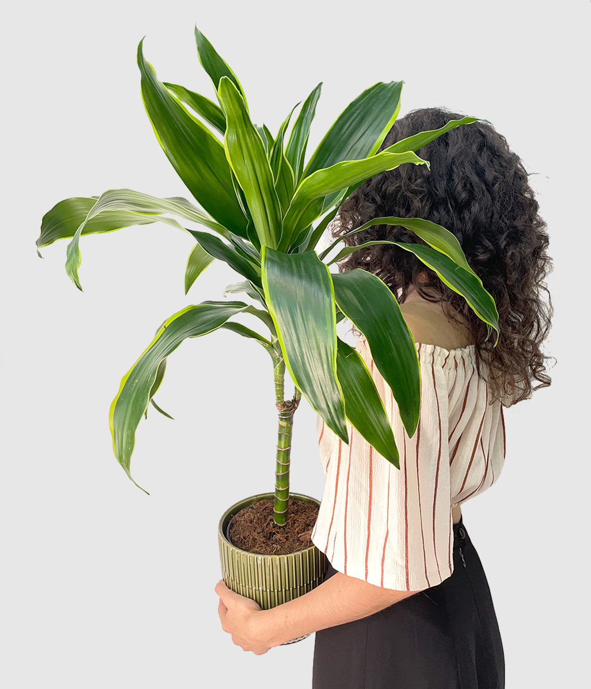 Dracaena z rumenimi obrobami