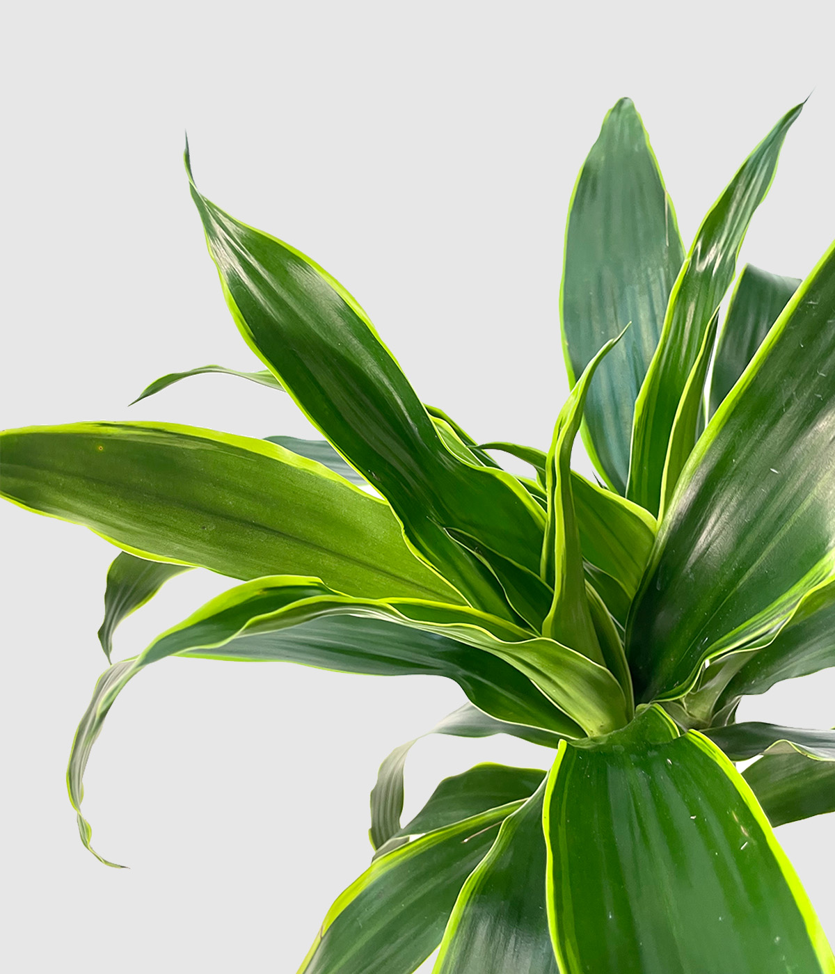 Dracaena z rumenimi obrobami2