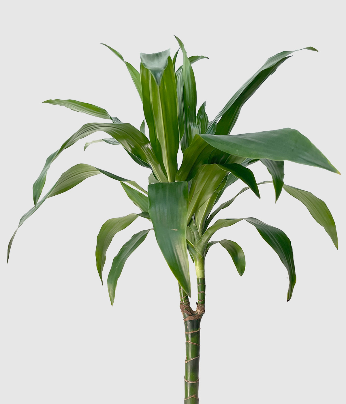 Dracaena2