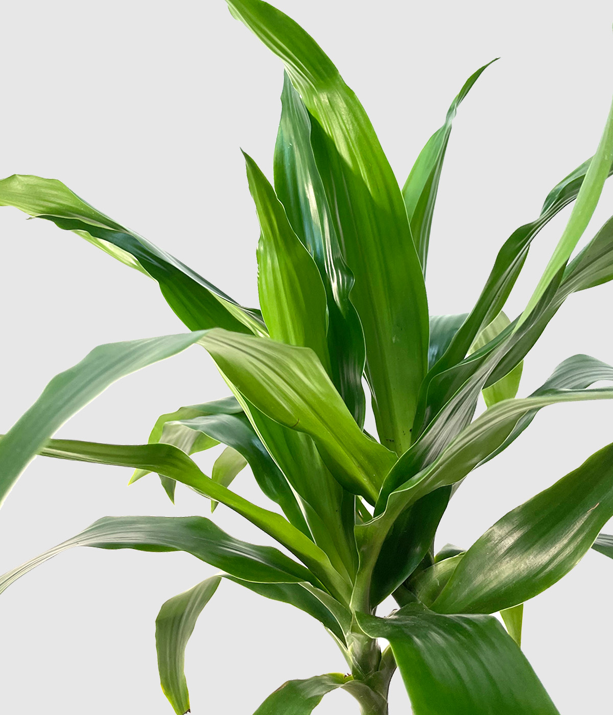 Dracaena3