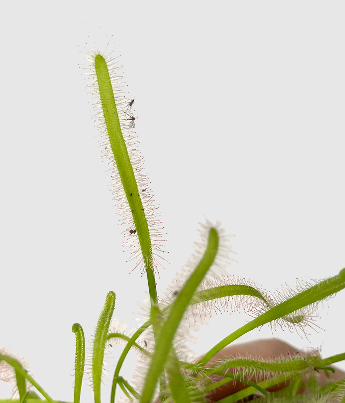 Drosera2
