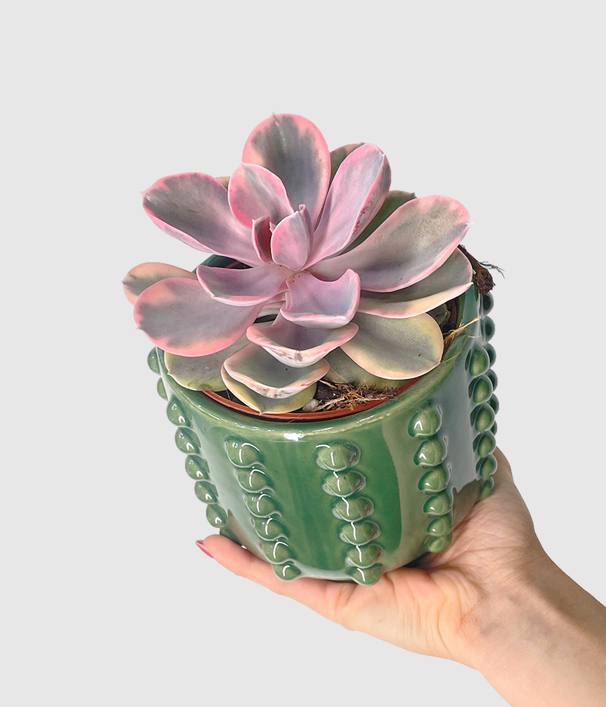 Echeveria rainbow