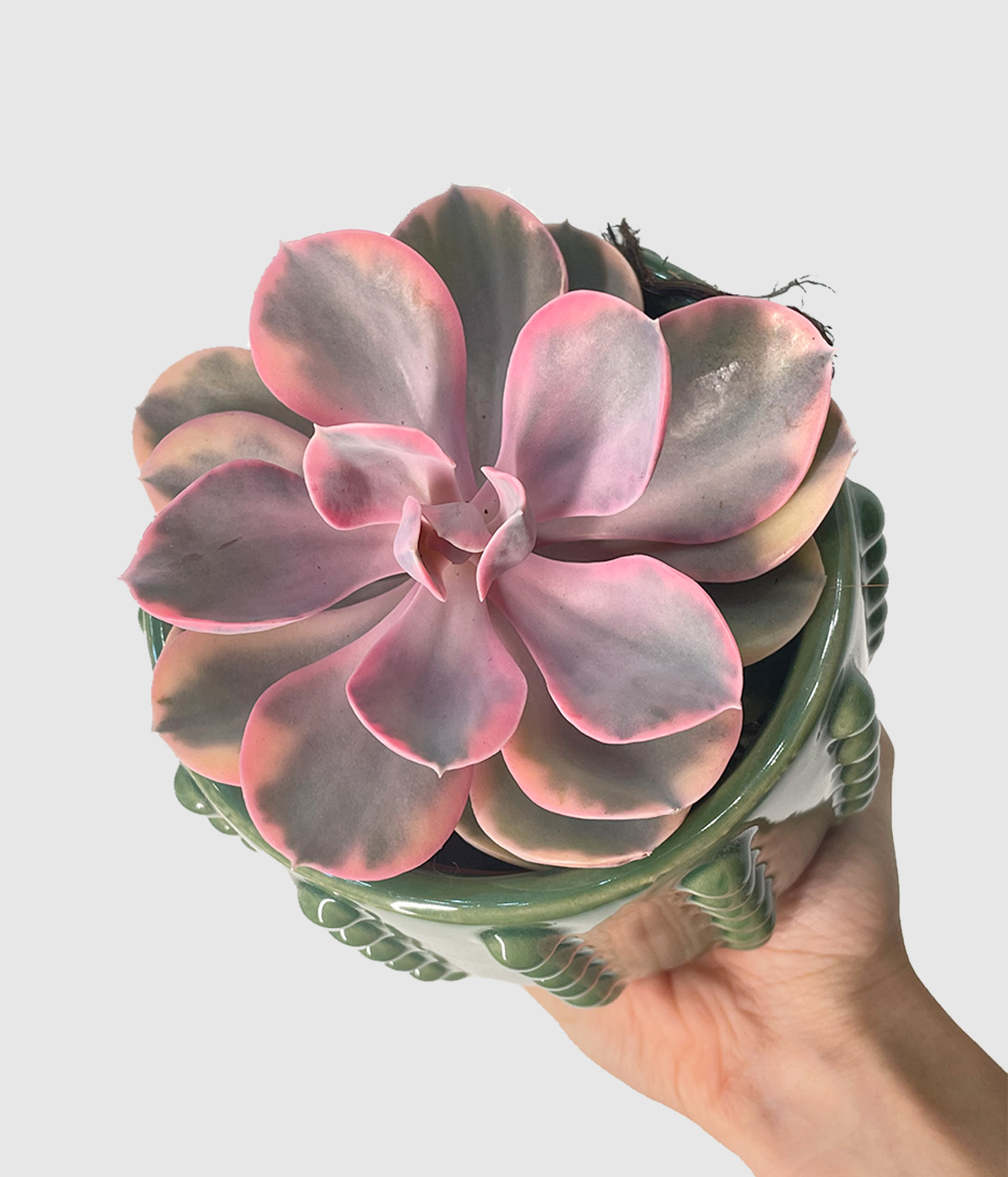 Echeveria rainbow2