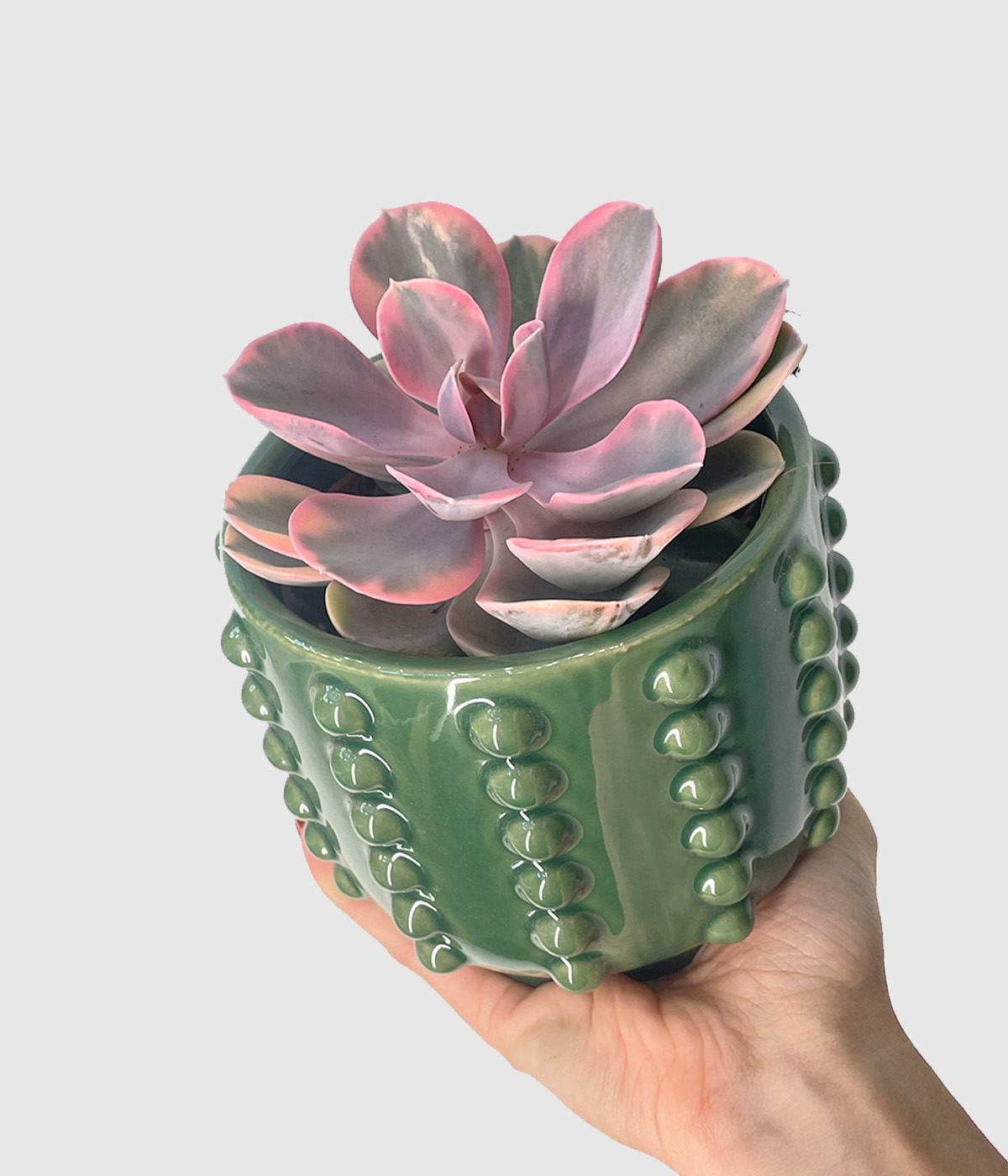 Echeveria rainbow3