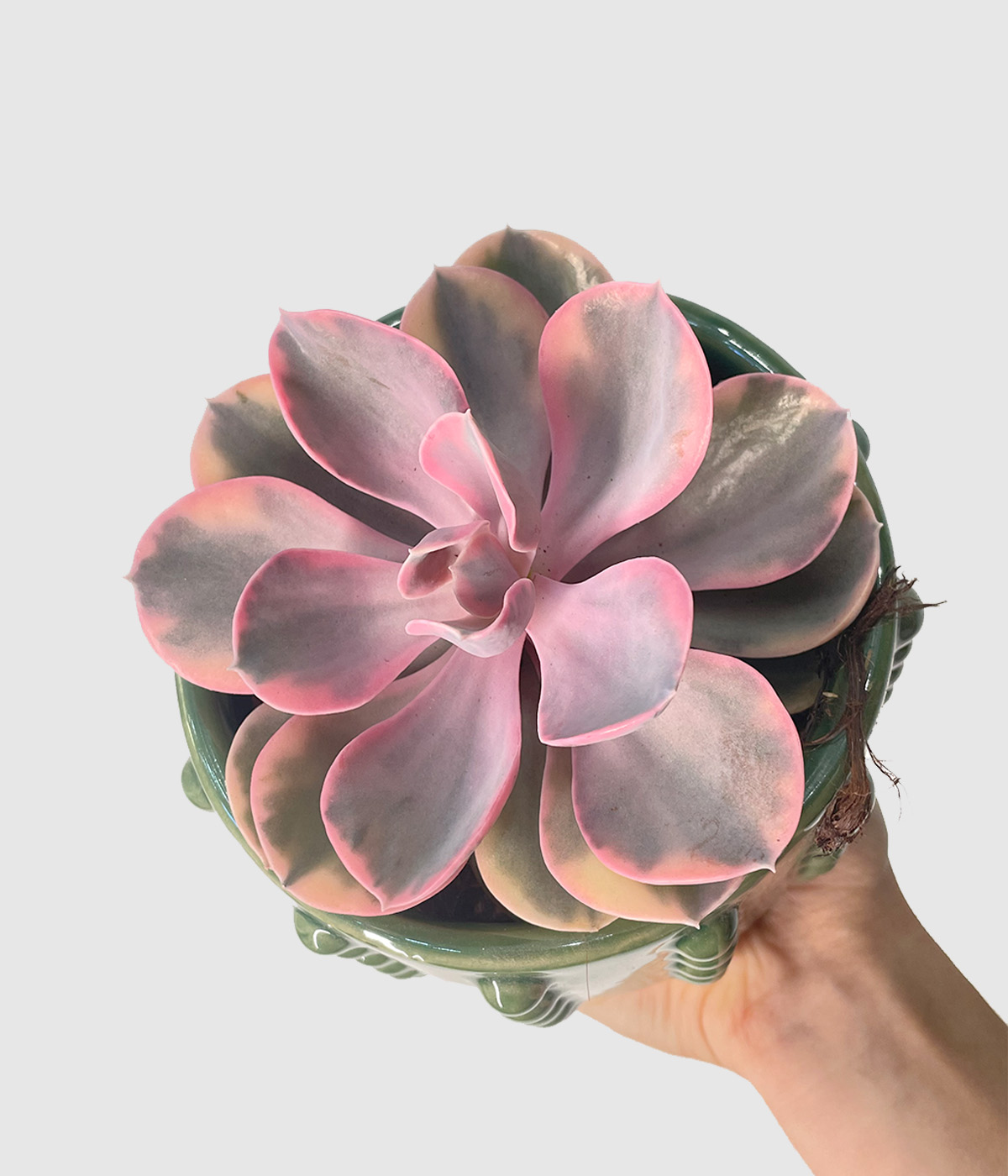 Echeveria rainbow4