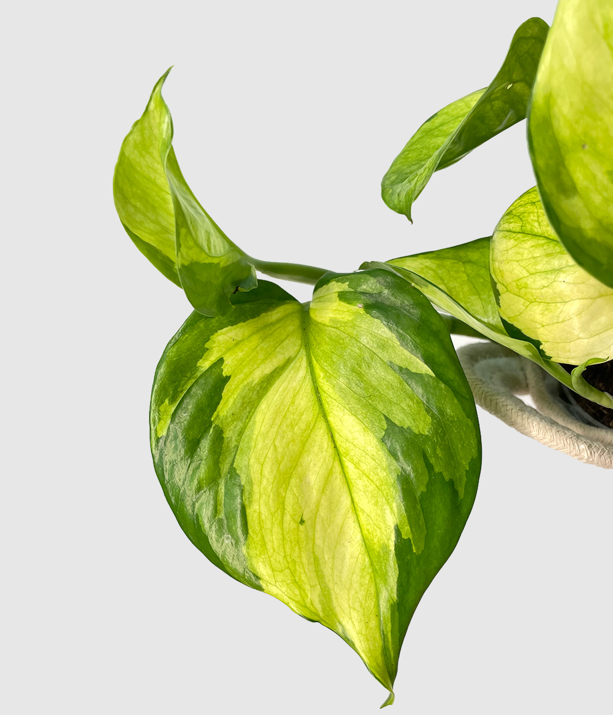 Epipremnum lemon meringue