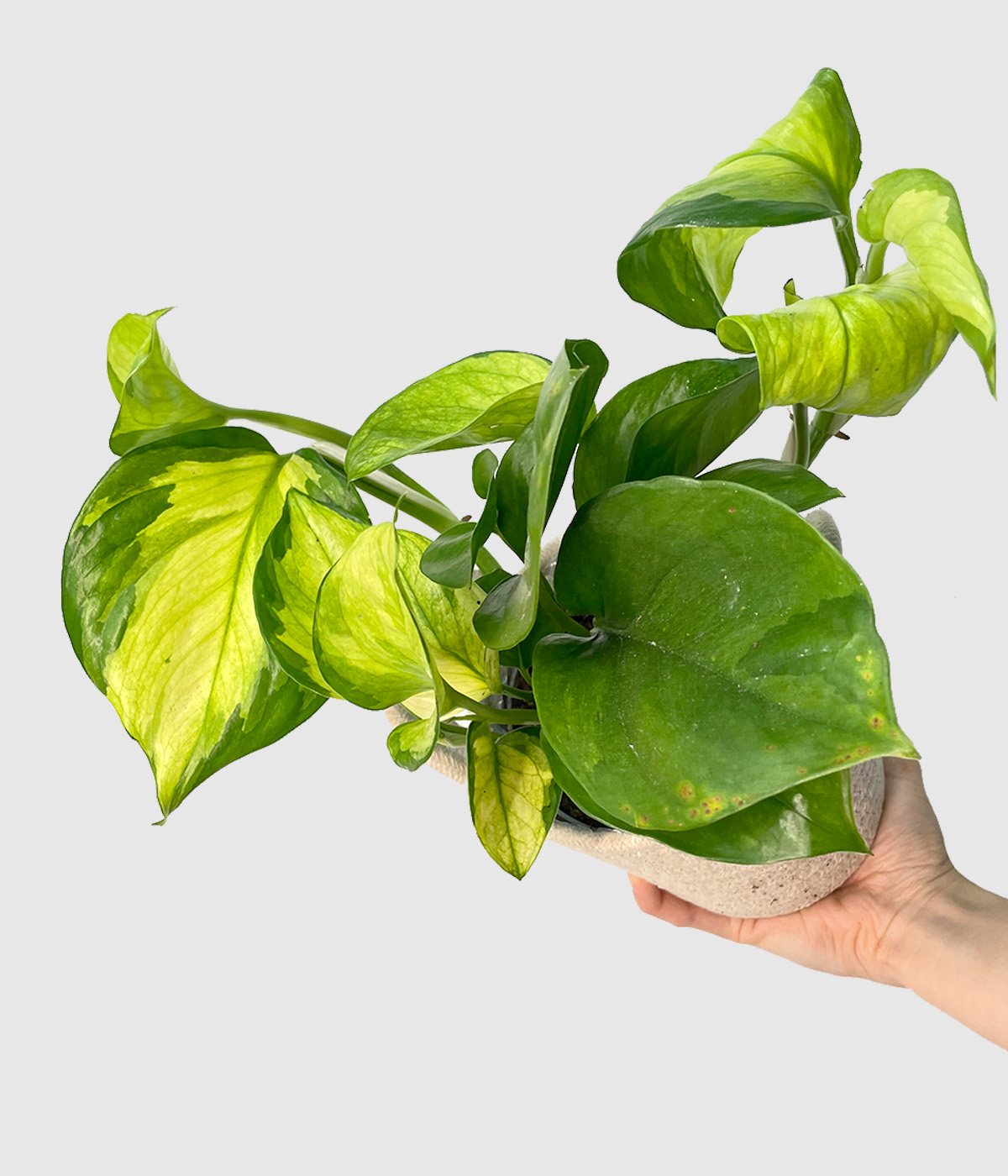 Epipremnum lemon meringue3