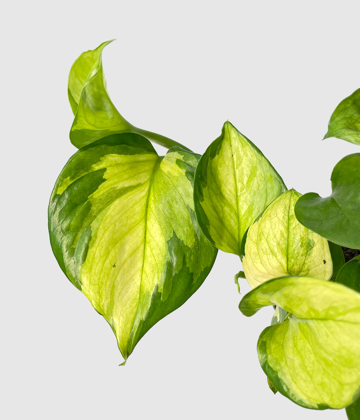 Epipremnum lemon meringue4