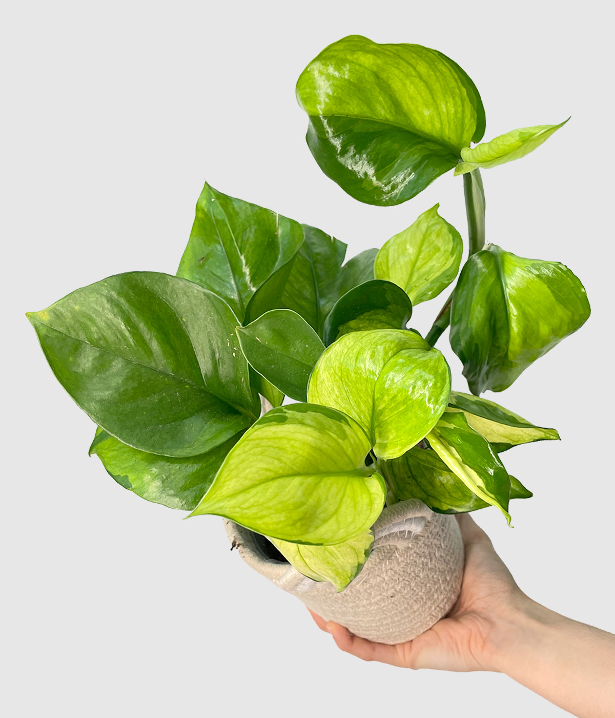 Epipremnum lemon meringue5