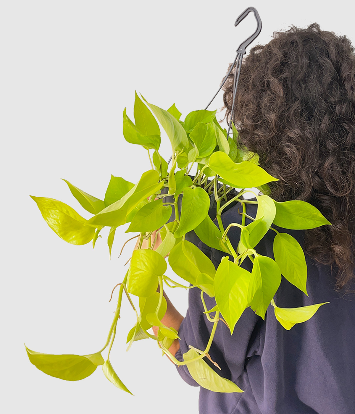 Epipremnum neon pothos