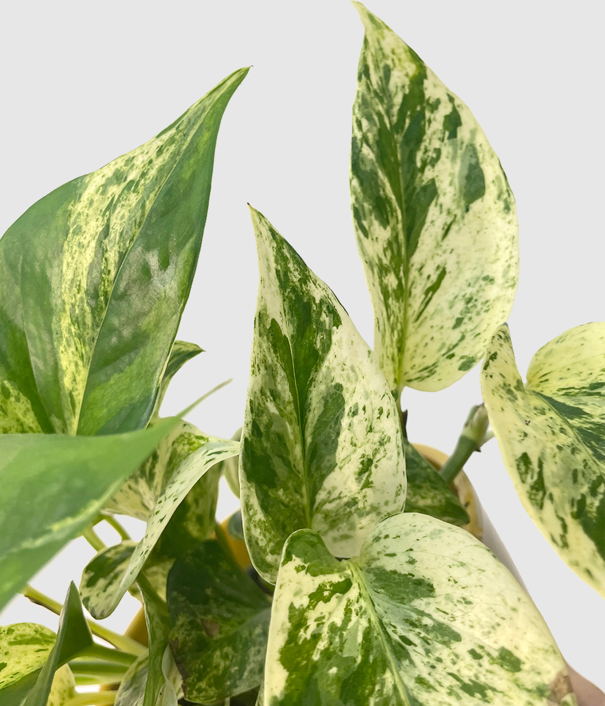 Epipremnum snow leopard