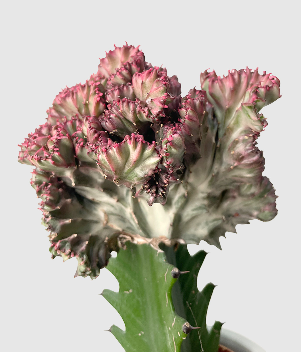 Euphorbia lactea cristata
