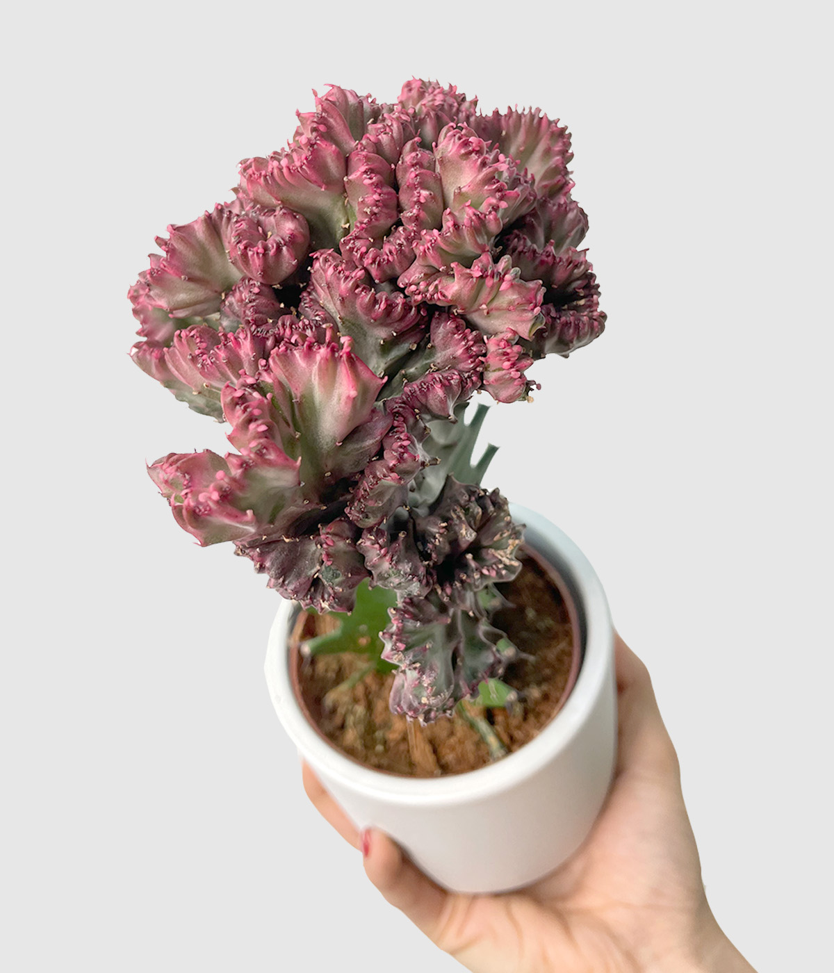 Euphorbia lactea cristata3