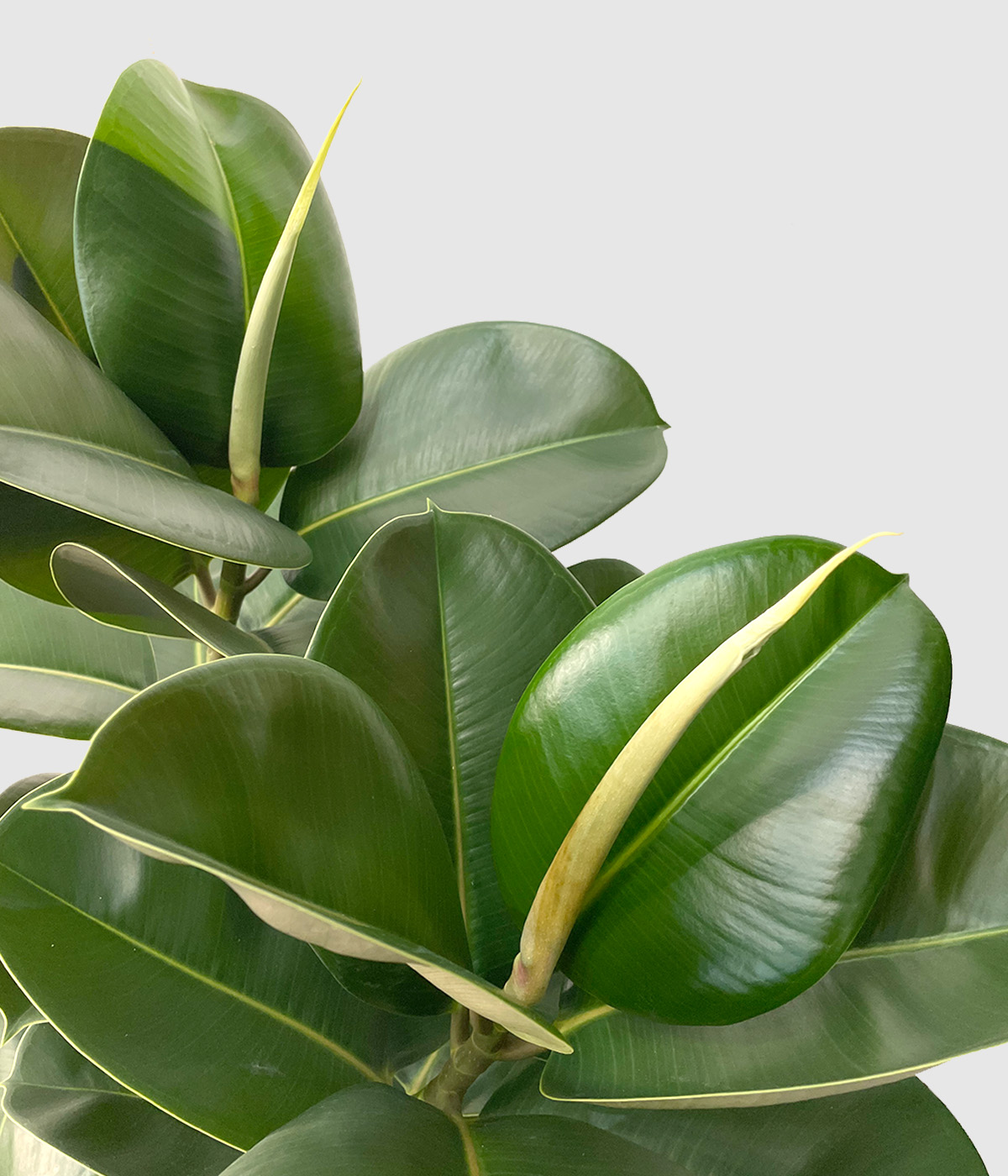 Ficus elastica