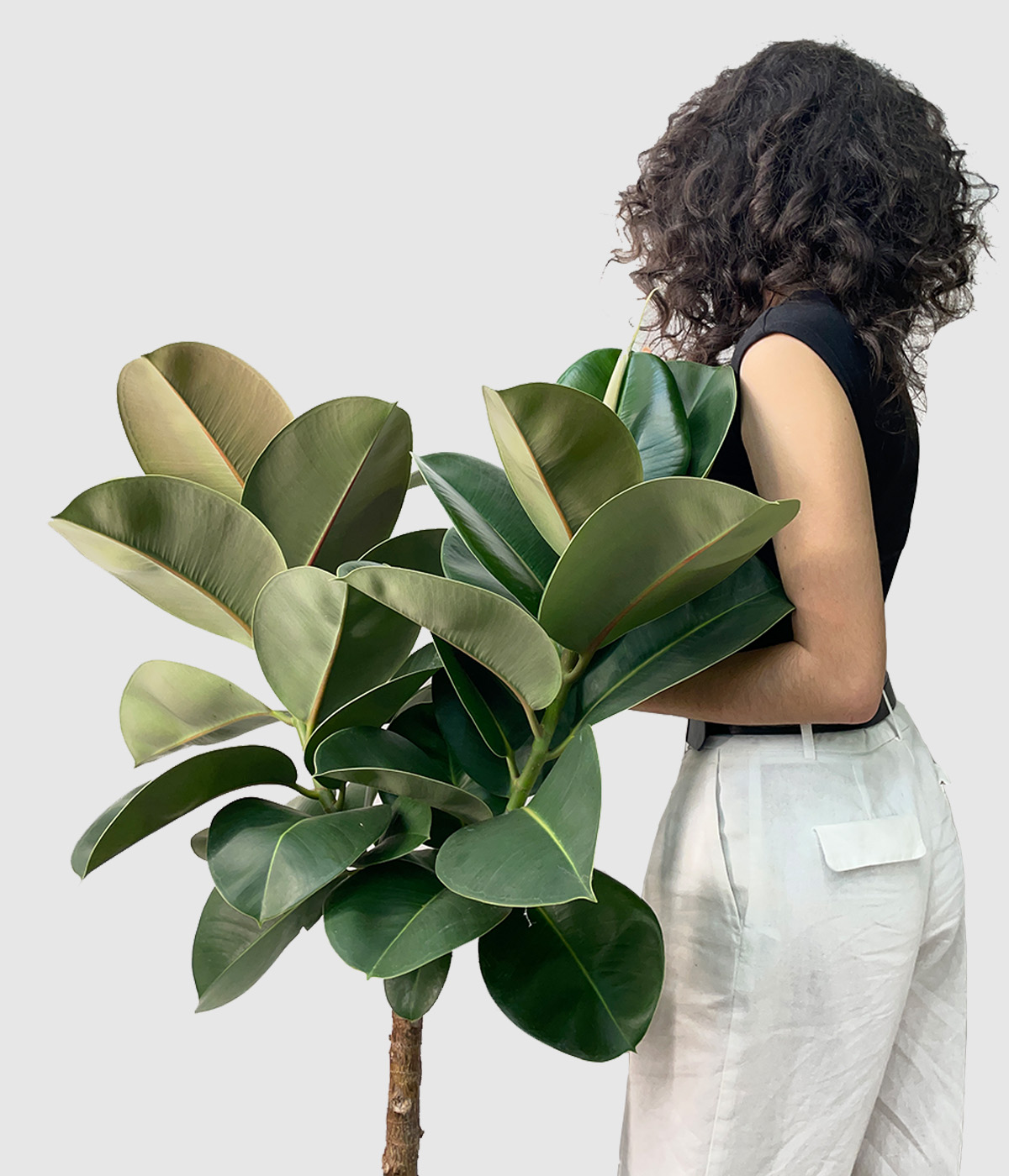 Ficus elastica2
