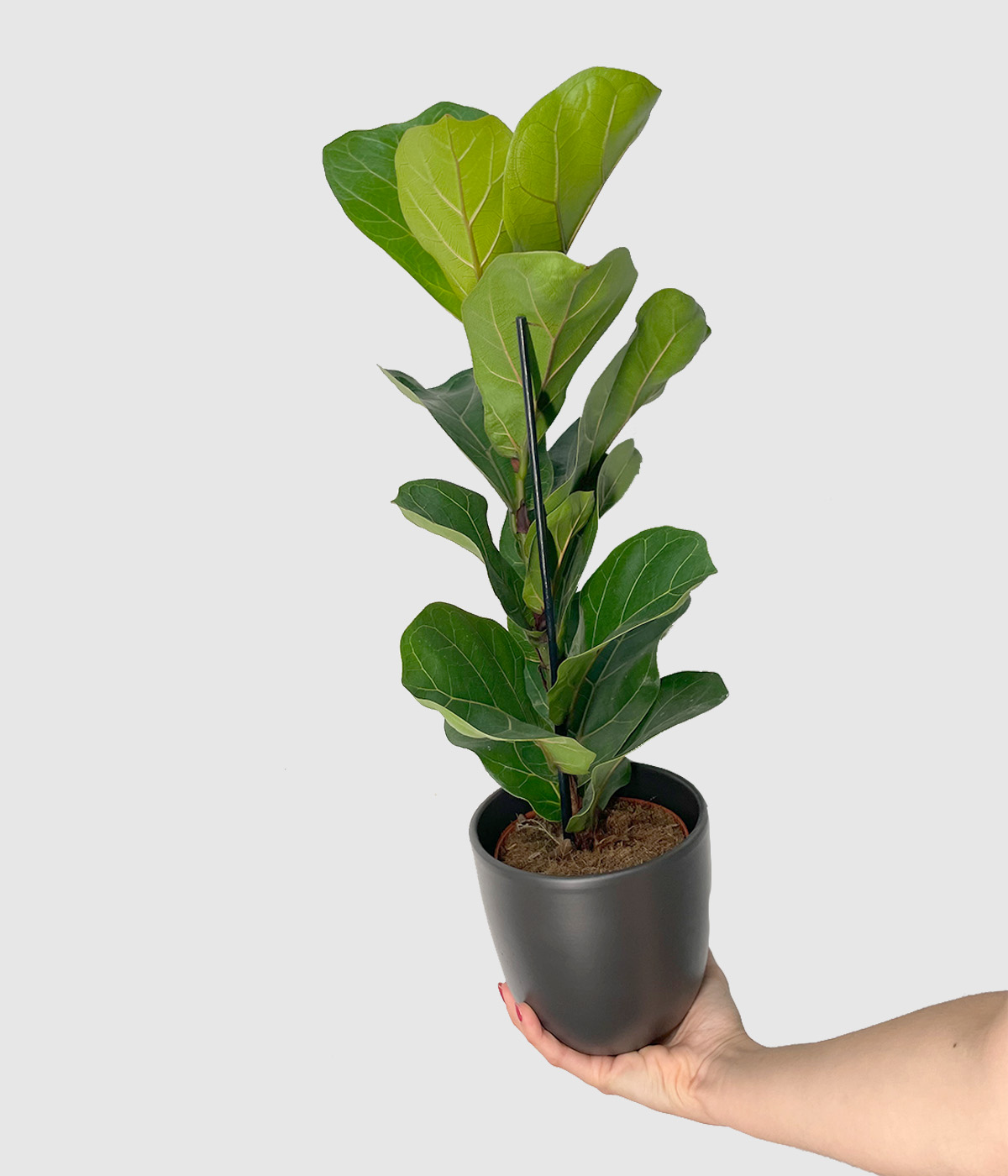 Ficus lyrata