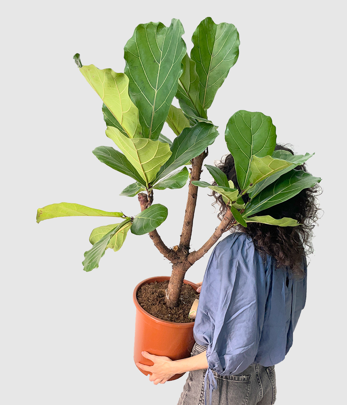 Ficus lyrata drevo3