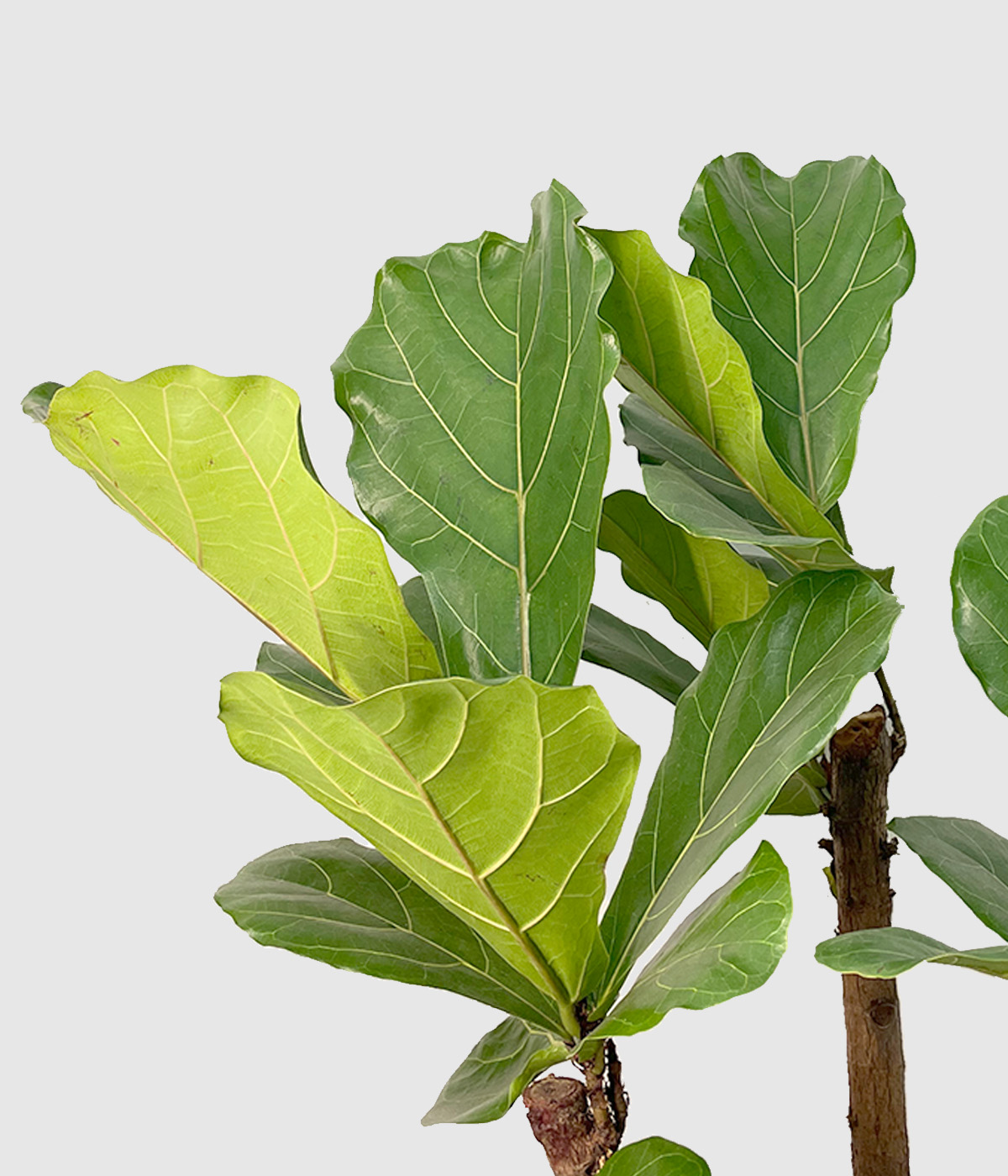 Ficus lyrata drevo5
